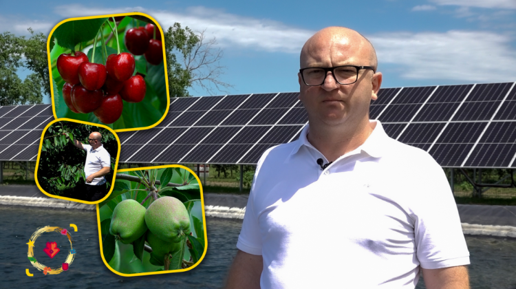 VIDEO Victor Scutaru din Edineţ şi-a construit un parc fotovoltaic pentru cele 80 ha de livezi moderne