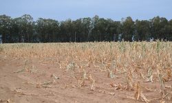 Din cauza secetei, UE ar putea pierde 800.000 de tone de porumb