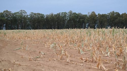 Seceta a făcut prăpăd în sudul Moldovei: 4.000 ha de floarea-soarelui, pârjlite de soare