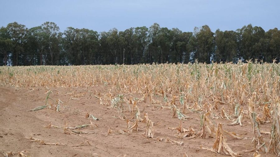 Seceta a distrus agricultura! Floarea soarelui e cât ceasul de la mână. Fermierii cer instituirea Stării de Urgență