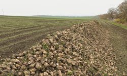 Asociația Producătorilor de Sfeclă de Zahăr din Moldova solicită sprijin pentru sectorul agricol