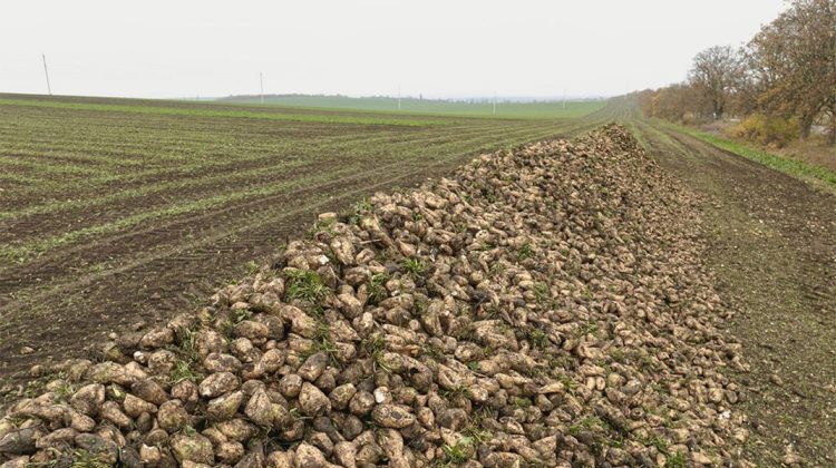 Asociația Producătorilor de Sfeclă de Zahăr din Moldova solicită sprijin pentru sectorul agricol