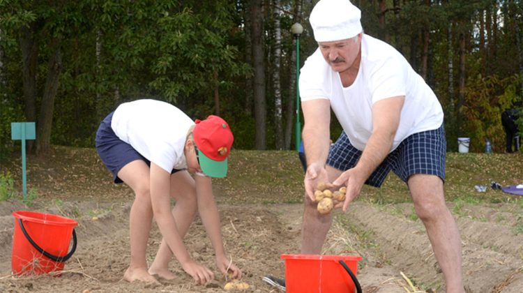Lukașenko, în genunchi! Belarus, fără cartofi! Cumpără din Europa ca să nu moară de foame