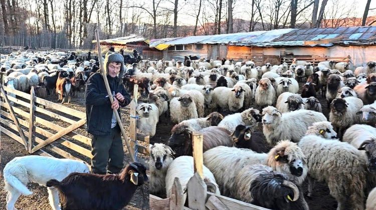 Bani pentru crescătorii de oi și capre. Fermierii au depus cereri în sumă de 52 milioane lei