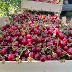 Anul roșu din livezi! Vișinele au umflat exporturile Moldovei la 8 milioane de dolari