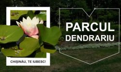 Parcul Dendrariu – un loc renumit pentru colecția sa bogată de plante și frumusețea peisagistică