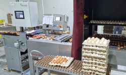 George Standard – primul producător moldovean de ouă, admis pe piața din UE, acum pe rafturile unei rețele de supermarketuri din România