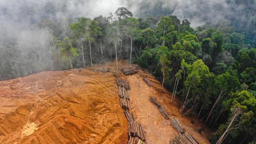 Pofta europenilor de cacao, cafea și carne distruge pădurile: 100 de copaci, pierduți pe minut