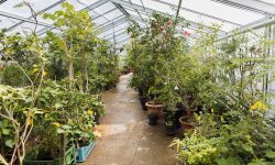 Seră de grădină – sfaturi esențiale pentru îngrijire și întreținere