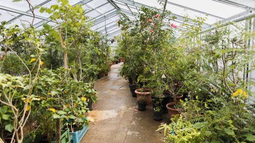 Seră de grădină – sfaturi esențiale pentru îngrijire și întreținere