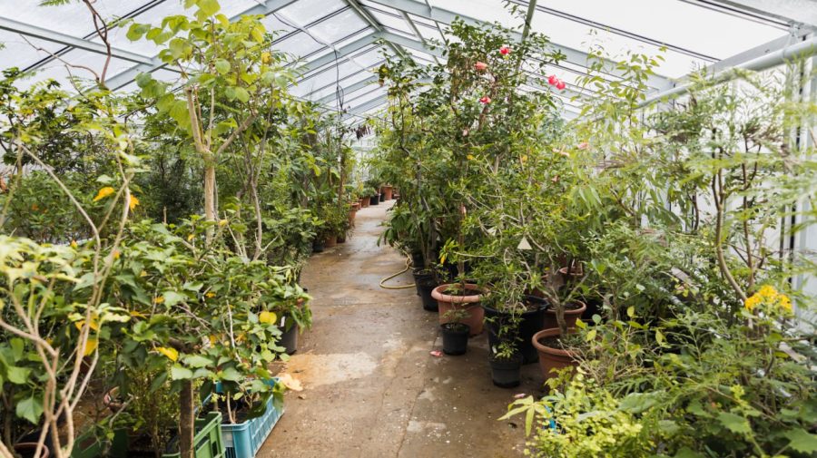 Seră de grădină – sfaturi esențiale pentru îngrijire și întreținere