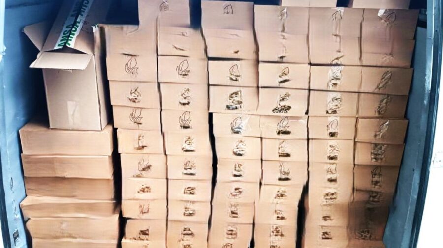 Ceai cu chimicale, identificat la vama Leușeni: 11 mii de pliculețe, distruse înainte de a ajunge pe rafturi