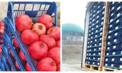 Au fost la un pas de rafturi: peste 2 tone de rodii cu pesticide peste limită, distruse la frontieră