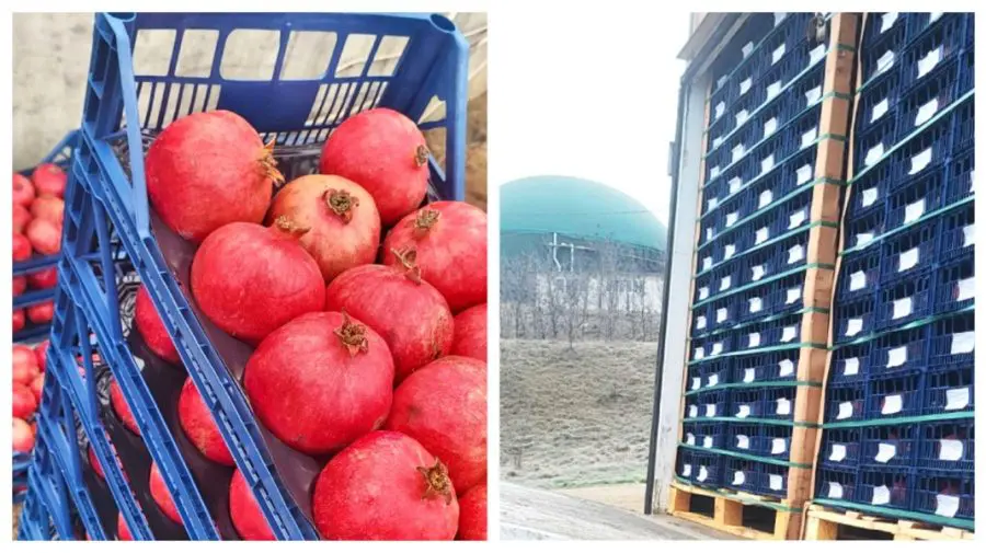 Au fost la un pas de rafturi: peste 2 tone de rodii cu pesticide peste limită, distruse la frontieră