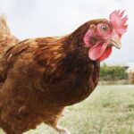 110 mii de păsări de la o fermă din Moldova au fost nimicite