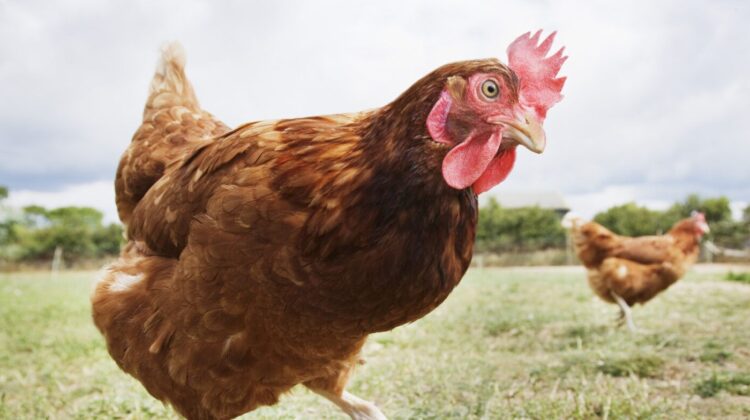 110 mii de păsări de la o fermă din Moldova au fost nimicite