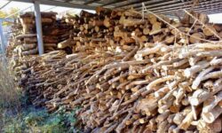 De la pistă la sobă: Aeroportul Chișinău vinde peste 260 de metri cubi de lemn defrișat