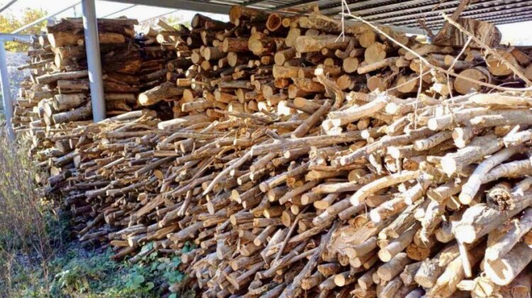 De la pistă la sobă: Aeroportul Chișinău vinde peste 260 de metri cubi de lemn defrișat