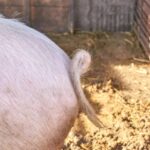 Reformă cozii de porc. Guvernul cere mai multă empatie în ferme