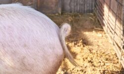 Reforma cozii de porc. Guvernul cere mai multă empatie în ferme