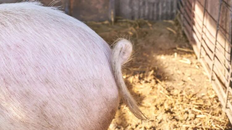 Reformă cozii de porc. Guvernul cere mai multă empatie în ferme