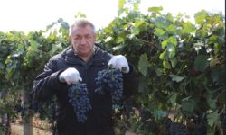 De pe șantierele din Franța direct pe rafturile UE. Povestea fermierului din Cahul