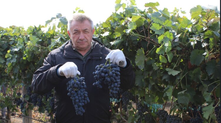 De pe șantierele din Franța direct pe rafturile UE. Povestea fermierului din Cahul