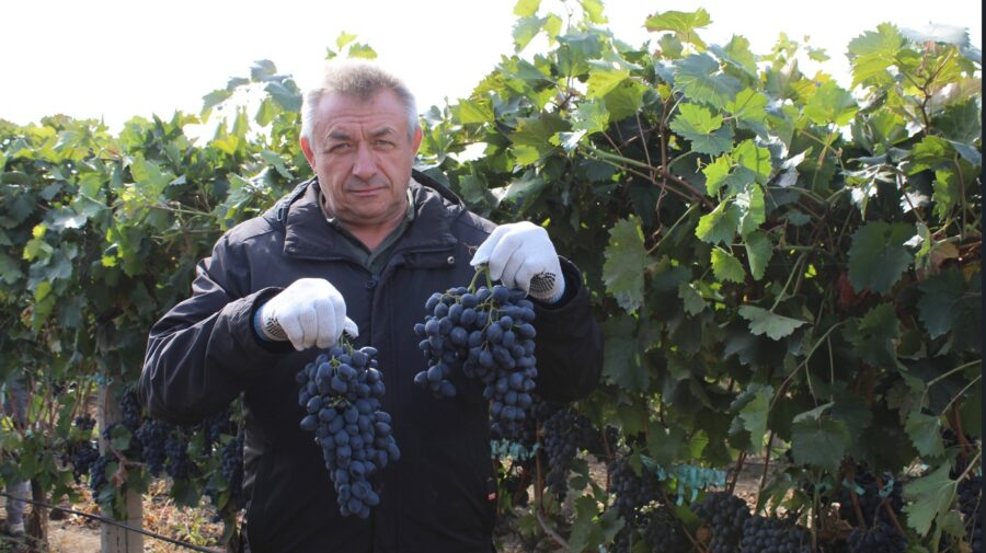 De pe șantierele din Franța direct pe rafturile UE. Povestea fermierului din Cahul