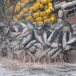 Crescătorii de pește, obligați să respecte norme mai stricte de transport și comercializare