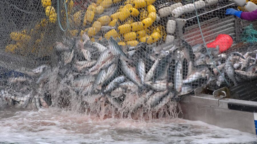 Crescătorii de pește, obligați să respecte norme mai stricte de transport și comercializare