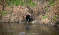 Daune de 1,3 milioane de lei aduse mediului: Ape uzate, deversate în râul Bâc de o întreprindere din Anenii Noi