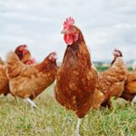 Drumul puiului ucrainean de la laboratoarele UE la „coșul de Paște” din Moldova: va reveni până la sărbători?