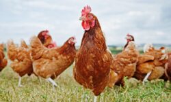 Drumul puiului ucrainean de la laboratoarele UE la „coșul de Paște” din Moldova: va reveni până la sărbători?