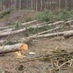 Pădurea de la Criuleni, sub toporul hoților de lemne