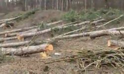 Pădurea de la Criuleni, sub toporul hoților de lemne