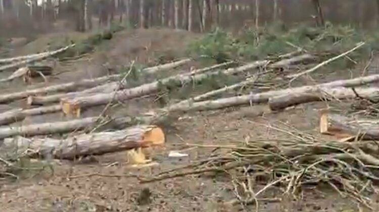 Pădurea de la Criuleni, sub toporul hoților de lemne