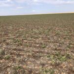 100 de mii de tone de sfeclă de zahăr nerecoltate: agricultorii estimează pierderi de până la 90 de milioane de lei