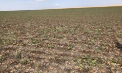 100 de mii de tone de sfeclă de zahăr nerecoltate: agricultorii estimează pierderi de până la 90 de milioane de lei