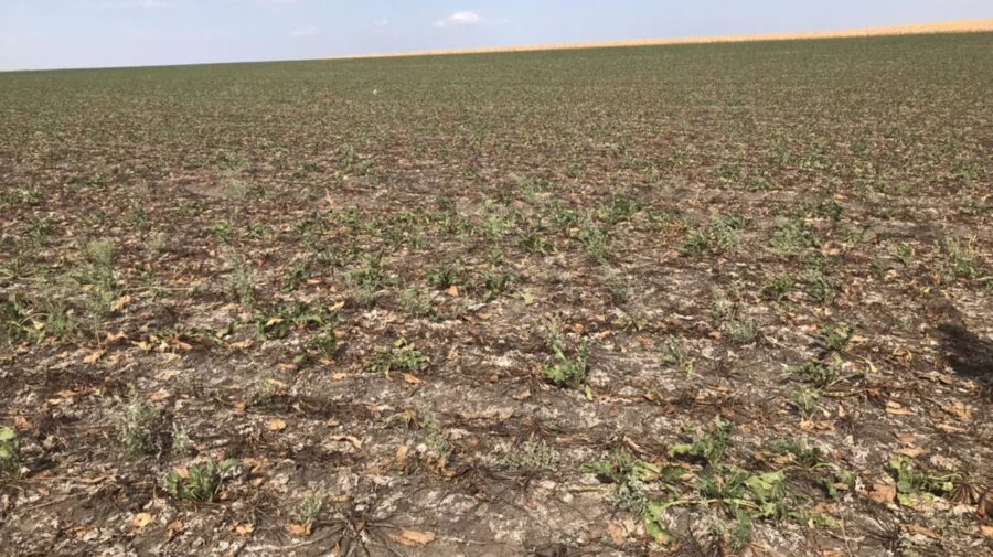 100 de mii de tone de sfeclă de zahăr nerecoltate: agricultorii estimează pierderi de până la 90 de milioane de lei