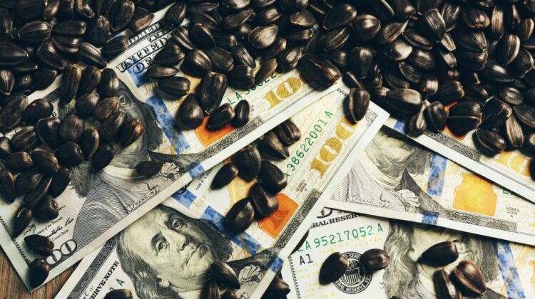 Piață capturată! 5 companii controlează piața semințelor de floarea soarelui