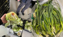 Peste 10 tone de salată Iceberg și ceapă verde alterate din import, distruse de ANSA