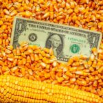 Exporturi de 5 ori mai mici! Porumbul dispare din agricultura Moldovei