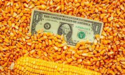 Exporturi de 5 ori mai mici! Porumbul dispare din agricultura Moldovei