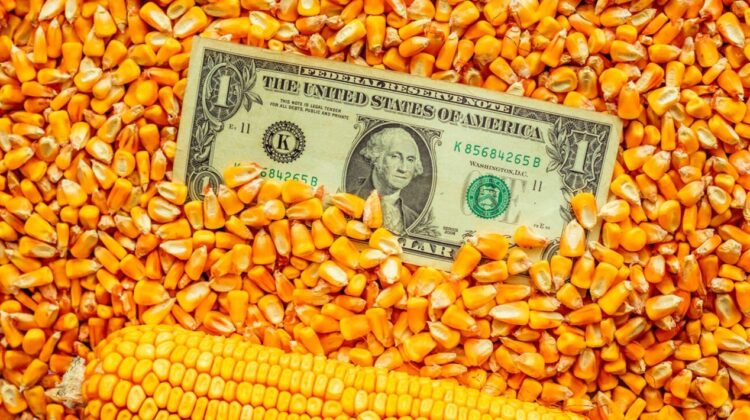 Exporturi de 5 ori mai mici! Porumbul dispare din agricultura Moldovei