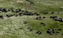 Dezastru în câmp! Peste 46.000 de oameni au abandonat agricultura