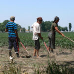 Statul intră peste munca „la negru”: zilierii, obligați să fie înregistrați digital, cu voucher pentru fiecare zi