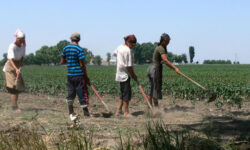 Statul intră peste munca „la negru”: zilierii, obligați să fie înregistrați digital, cu voucher pentru fiecare zi