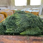 10 tone de mărar importat, distruse după ce au fost găsite pesticide periculoase