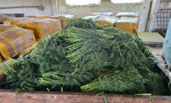 10 tone de mărar importat, distruse după ce au fost găsite pesticide periculoase