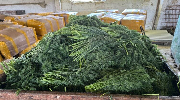 10 tone de mărar importat, distruse după ce au fost găsite pesticide periculoase